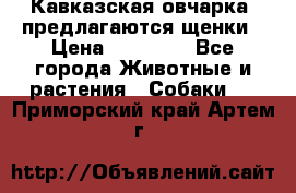 Кавказская овчарка -предлагаются щенки › Цена ­ 20 000 - Все города Животные и растения » Собаки   . Приморский край,Артем г.